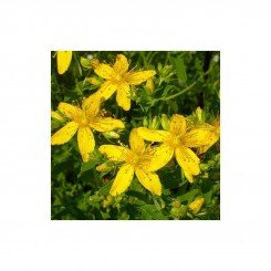 Оптиміст насіння звіробою (GL Seeds)