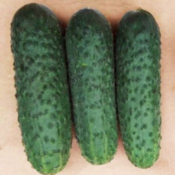 Ягуар F1 (TCU-151, TECU530) семена огурца партенокарпического (Takii Seeds)