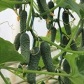 Ягуар F1 (TCU-151, TECU530) семена огурца партенокарпического (Takii Seeds)