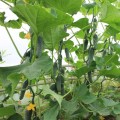 Ягуар F1 (TCU-151, TECU530) семена огурца партенокарпического (Takii Seeds)