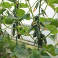 Ягуар F1 (TCU-151, TECU530) семена огурца партенокарпического (Takii Seeds)