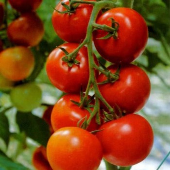 Здоровая жизнь семян помидора черри индетерминантного (GL Seeds)