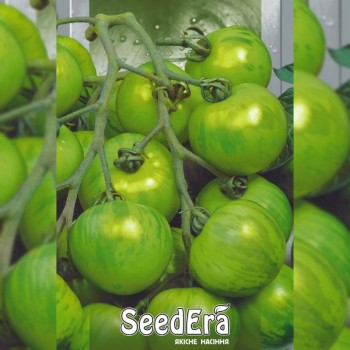 Зебра зеленые семена помидора индетерминантного (Seedera)