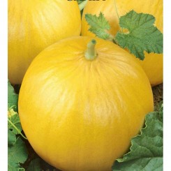 Злата насіння дині (GL Seeds)