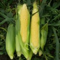1707 F1 семена кукурузы суперсладкой Sh2 (Lark Seeds)