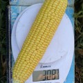 1707 F1 семена кукурузы суперсладкой Sh2 (Lark Seeds)