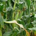 1707 F1 семена кукурузы суперсладкой Sh2 (Lark Seeds)