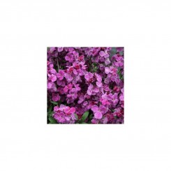 Абсолют Purple Bicolour семена лакфиоля (Kitano Seeds)