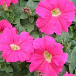 Адреналин Rose семена петунии крупноцветковой (Kitano Seeds)