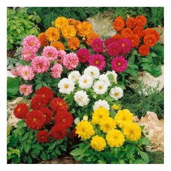 Адью Mix (смесь) семян георгины (Kitano Seeds)