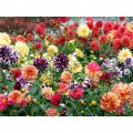 Адью Mix (смесь) семян георгины (Kitano Seeds)