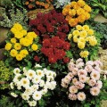 Адью Mix (смесь) семян георгины (Kitano Seeds)