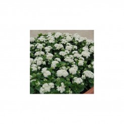 Алоха F1 белый (white) семена агератума (Hem Genetics)