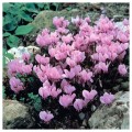 Академия Ruby семена цикламена (Kitano Seeds)