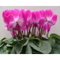 Академия Ruby семена цикламена (Kitano Seeds)