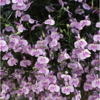Аквамарин Lilac семена лобелии ампельной (Kitano Seeds)