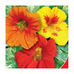 Аляска семян настурции (GL Seeds)