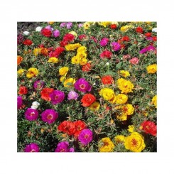 Амелия Formula mixed семена портулака крупноцветкового (Kitano Seeds)