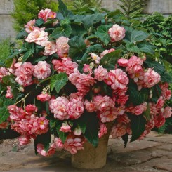 Амери Гибрид Пикоте F1 бело-розовый (Picotee White Pink) семена бегонии клубневой (туберозы) (Pan American)