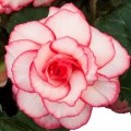 Амери Гибрид Пикоте F1 бело-розовый (Picotee White Pink) семена бегонии клубневой (туберозы) (Pan American)