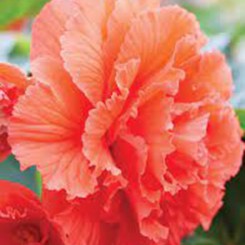 Амери Гибрид Рафлд F1 лососевый (Ruffled Coral Salmon) семена бегонии клубневой (туберозы) (Pan American)