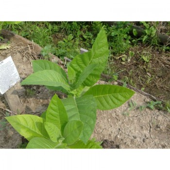 Американ 26 семян табака курительного (GL Seeds)