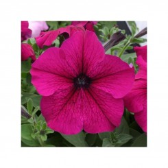 Амфора Руби семена петунии многоцветковой (Kitano Seeds)