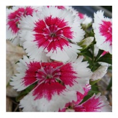 Амико Crimson Picotee семена гвоздики (Kitano Seeds)