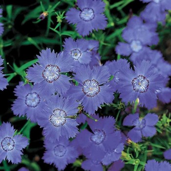 Амурская голубая (blue) семена гвоздики (Hem Zaden)