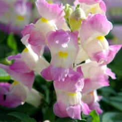 Снеппи F1 лавандовый биколор (lavender bicolor) семена антиринума карликового (Hem Genetics СДБ)