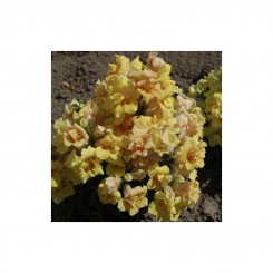 Твинные F1 желтый (yellow) семена антиринума (Hem Genetics)