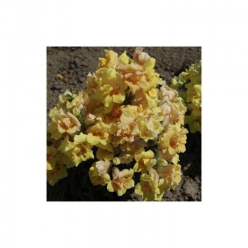 Твинные F1 желтый (yellow) семена антиринума (Hem Genetics)