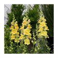 Твинные F1 желтый (yellow) семена антиринума (Hem Genetics)