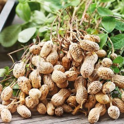 Арахис Культурный семена (Империя Семена) Арахис Культурный семена (Империя Семена)