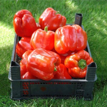 Аристотель F1 семян перца сладкого (Seminis)