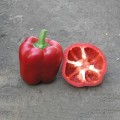 Аристотель F1 семян перца сладкого (Seminis)