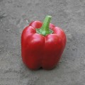 Аристотель F1 семян перца сладкого (Seminis)