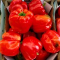 Аристотель F1 семян перца сладкого (Seminis)