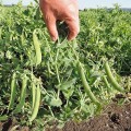 Артист насіння гороху овочевого цукрового раннього 45-50 дн. (Semo)
