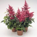 Астари (Астаре) розовая (pink) семена астильбы (Benary)