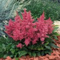 Астари (Астаре) розовая (pink) семена астильбы (Benary)
