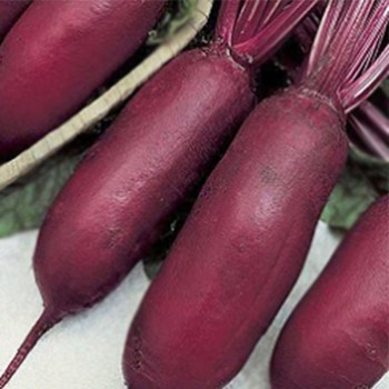 Атаман семян свеклы столовой (Satimex)