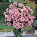 АВС F1 розовая (pink) семена эустомы махровой (Pan American)