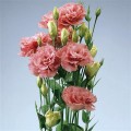 АВС F1 розовая (pink) семена эустомы махровой (Pan American)