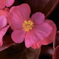 Бада Бум F1 розовая (pink) семена бегонии (Syngenta)
