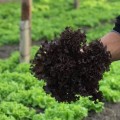 Бахус семена салата тип Лолло Росса (Hazera)