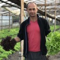 Бахус семена салата тип Лолло Росса (Hazera)