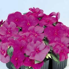 Баланс F1 фиолетовый (purple) семена бальзамина (Hem Genetics)