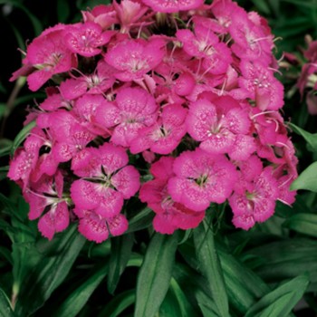 Барбарини F1 розовая (pink) семена гвоздики турецкой (Syngenta)