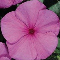 Барокко Grape семена барвинка (Kitano Seeds)